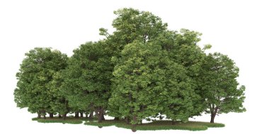 Realistic forest isolated on white background. 3d rendering - illustration