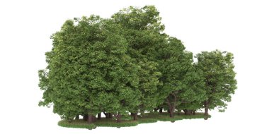 Realistic forest isolated on white background. 3d rendering - illustration