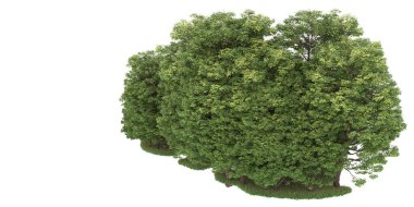 Realistic forest isolated on white background. 3d rendering - illustration