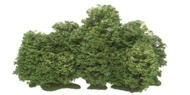 Realistic forest isolated on white background. 3d rendering - illustration