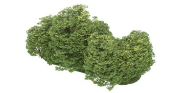 Realistic forest isolated on white background. 3d rendering - illustration