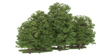 Realistic forest isolated on white background. 3d rendering - illustration