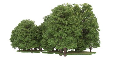 Realistic forest isolated on white background. 3d rendering - illustration