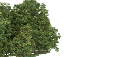 Realistic forest isolated on white background. 3d rendering - illustration