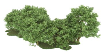 Realistic forest isolated on white background. 3d rendering - illustration