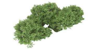 Realistic forest isolated on white background. 3d rendering - illustration