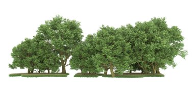Realistic forest isolated on white background. 3d rendering - illustration