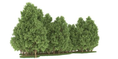 Realistic forest isolated on white background. 3d rendering - illustration