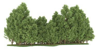 Realistic forest isolated on white background. 3d rendering - illustration