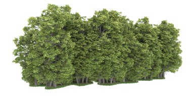 Realistic forest isolated on white background. 3d rendering - illustration