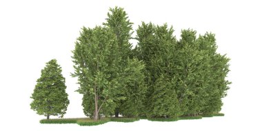 Realistic forest isolated on white background. 3d rendering - illustration