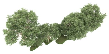 Realistic forest isolated on white background. 3d rendering - illustration