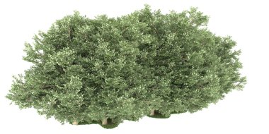 Realistic forest isolated on white background. 3d rendering - illustration