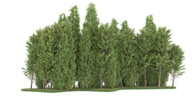 Realistic forest isolated on white background. 3d rendering - illustration