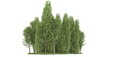 Realistic forest isolated on white background. 3d rendering - illustration