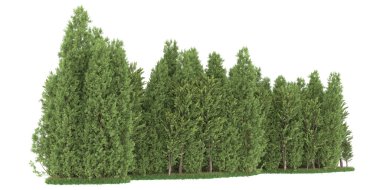 Realistic forest isolated on white background. 3d rendering - illustration