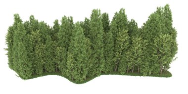 Realistic forest isolated on white background. 3d rendering - illustration