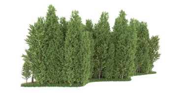 Realistic forest isolated on white background. 3d rendering - illustration