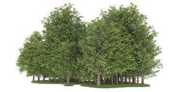 Realistic forest isolated on white background. 3d rendering - illustration