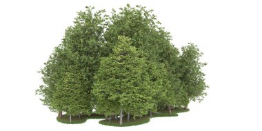 Realistic forest isolated on white background. 3d rendering - illustration