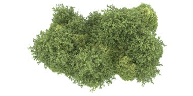 Realistic forest isolated on white background. 3d rendering - illustration