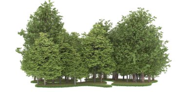 Realistic forest isolated on white background. 3d rendering - illustration