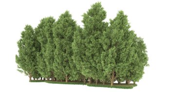 Realistic forest isolated on white background. 3d rendering - illustration
