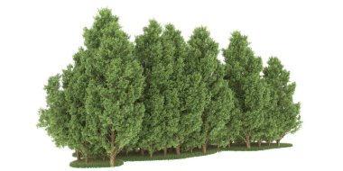 Realistic forest isolated on white background. 3d rendering - illustration