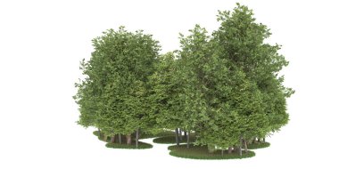 Realistic forest isolated on white background. 3d rendering - illustration