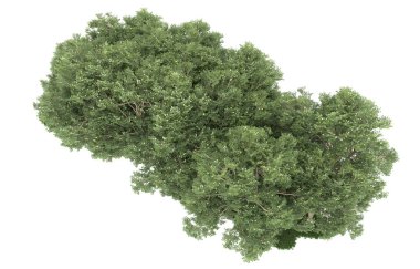 Realistic forest isolated on white background. 3d rendering - illustration