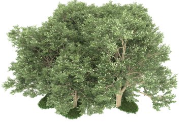 Realistic forest isolated on white background. 3d rendering - illustration