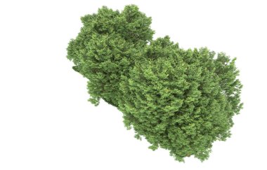 Realistic forest isolated on white background. 3d rendering - illustration