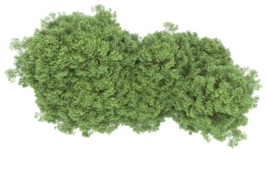 Realistic forest isolated on white background. 3d rendering - illustration