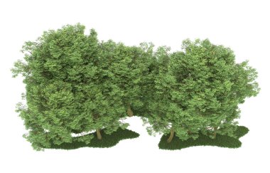 Realistic forest isolated on white background. 3d rendering - illustration