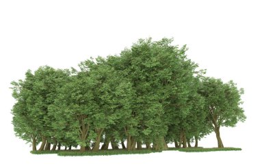 Realistic forest isolated on white background. 3d rendering - illustration