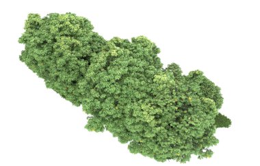 Realistic forest isolated on white background. 3d rendering - illustration