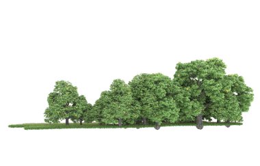 Realistic forest isolated on white background. 3d rendering - illustration