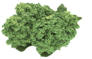 Realistic forest isolated on white background. 3d rendering - illustration