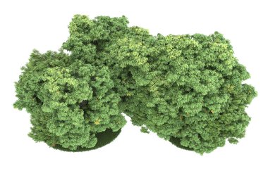 Realistic forest isolated on white background. 3d rendering - illustration