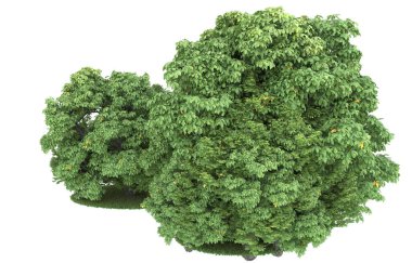 Realistic forest isolated on white background. 3d rendering - illustration