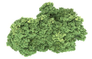 Realistic forest isolated on white background. 3d rendering - illustration