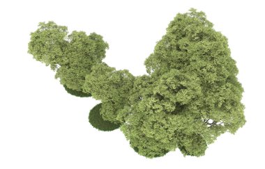 Realistic forest isolated on white background. 3d rendering - illustration