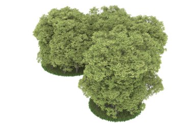 Realistic forest isolated on white background. 3d rendering - illustration