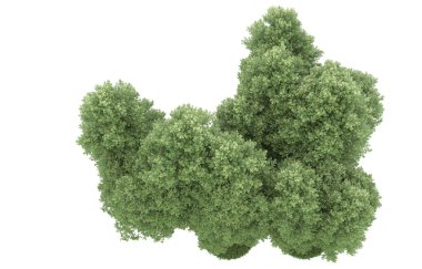 Realistic forest isolated on white background. 3d rendering - illustration