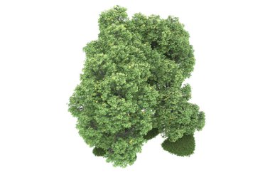 Realistic forest isolated on white background. 3d rendering - illustration