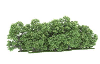 Realistic forest isolated on white background. 3d rendering - illustration