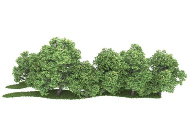 Realistic forest isolated on white background. 3d rendering - illustration