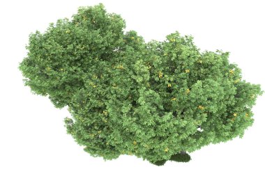 Realistic forest isolated on white background. 3d rendering - illustration