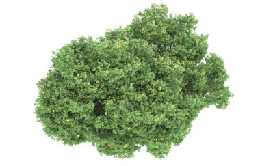 Realistic forest isolated on white background. 3d rendering - illustration