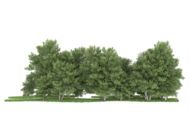 Realistic forest isolated on white background. 3d rendering - illustration